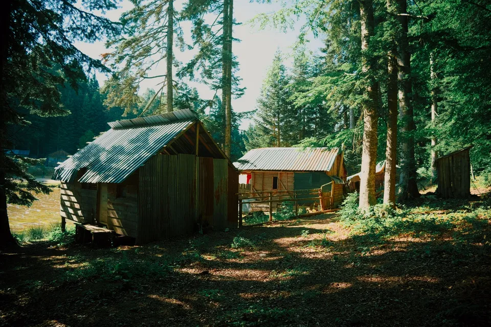Two wooden camp cabins with metal roofs standing among tall pine trees